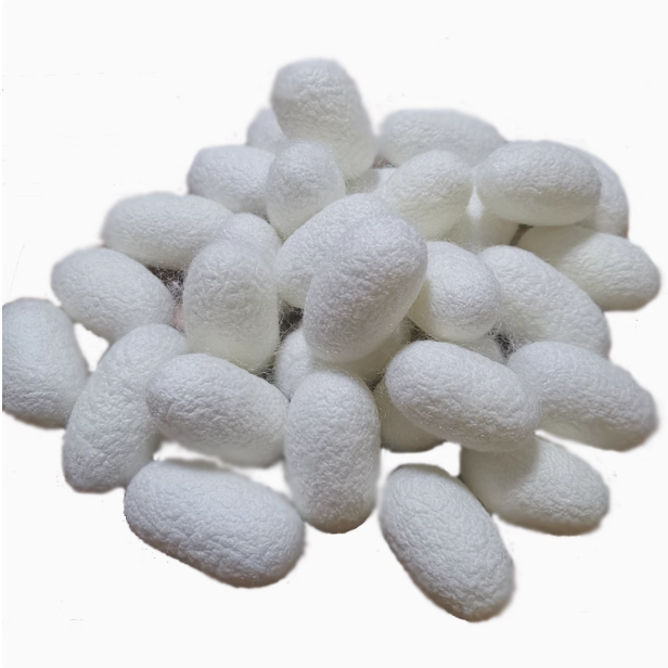 壳蚕蛹带蚕茧桑抽丝烘干彩绘蚕茧团扇桑蚕丝手工完整展示蚕茧天然