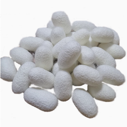 壳蚕蛹带蚕茧桑抽丝烘干彩绘蚕茧团扇桑蚕丝手工完整展示蚕茧天然