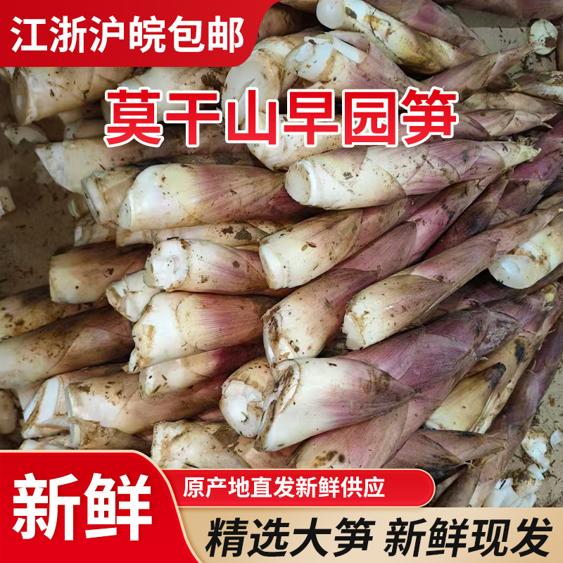 浙江莫干山早园笋农家新鲜临安雷竹笋现挖春笋油焖蒲笋子不涩不麻