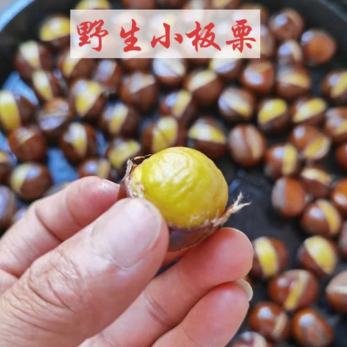 野生现摘板栗高山粉糯毛栗子