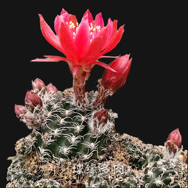球缘多肉 方便面 乌艳丸 多肉植物 自根仙人球 易开花大红花稀有