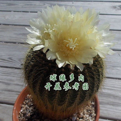 金冠 金丝猴 实生仙人球 多肉植物 稀有美花品种 球径2.5CM左右|msdalam kategori penghantaran bunga/bunga simulasi/tumbuhan berkebun, bunga/Tumbuh-tumbuhan tumbuh-tumbuhan pasu (baru), succulents - dari Buy2taobao.com untuk memberikan perkhidmatan ejen Taobao profesional membeli