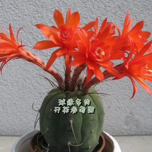 奇仙玉 实生仙人球 多肉植物 稀有易开花大红花品种 球缘多肉