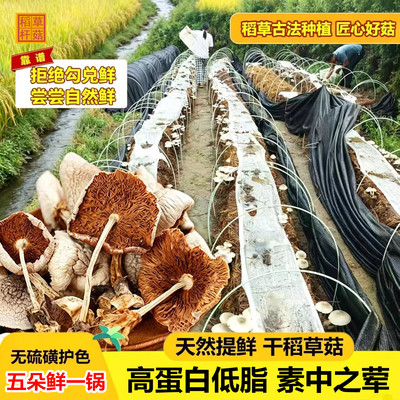 黎川杆菇稻草菇干货煲汤素中之荤