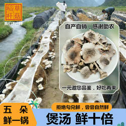 新鲜稻草菇干货黎川杆菇农家同野生一样山珍大朵草菇特产煲汤菌菇