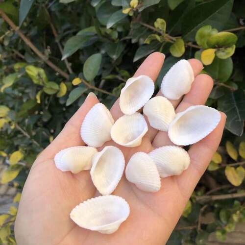天然雪蛤白椰贝狮子贝小米螺白色海螺贝壳海星组合套装鱼缸造景饰 - 封面