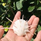 天然海螺贝壳美国海菊花海菊蛤橱窗创意设计装 水族鱼缸造景 饰