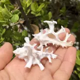 Натуральная раковина Ginkgo Улишка белая тысяча -рукавая танка аквариум -ландшафт декоративные украшения домашние крабовые замены раковина