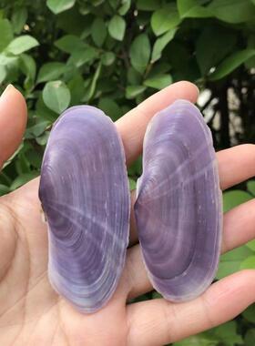 天然海螺紫色贝壳标本螺紫蛤鱼缸水族造景家居收藏摆件创意礼物
