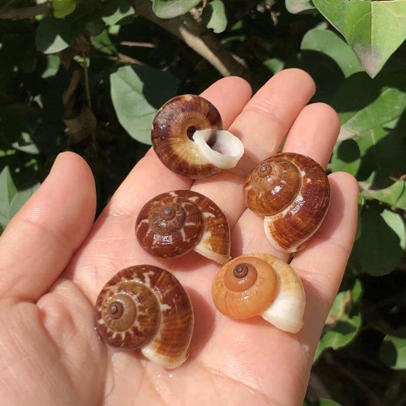 天然海螺贝壳猫眼蜗牛螺寄居蟹替换壳水族鱼缸造景橱窗拍摄道具