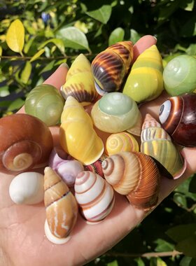 蜗牛壳天然海螺贝壳黄色左旋螺标本螺寄居蟹替换壳鱼缸水族造景