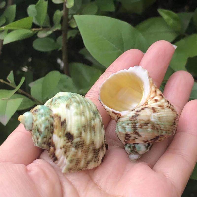 花斑螺蜗牛螺天然贝壳海螺鱼缸水族造景卷贝鱼寄居蟹替换壳专用壳