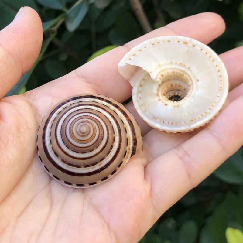 天然贝壳海螺草帽螺车轮螺地台家居装饰摆设工艺品水族鱼缸摆件