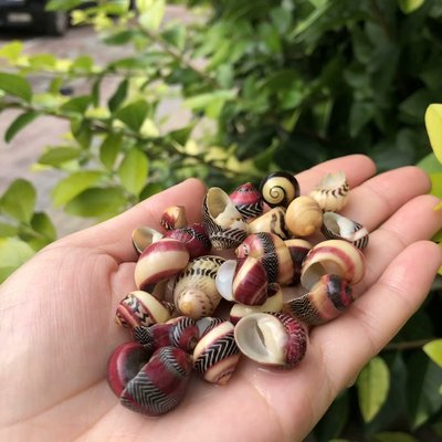 天然贝壳海螺红斑蜑螺替换壳