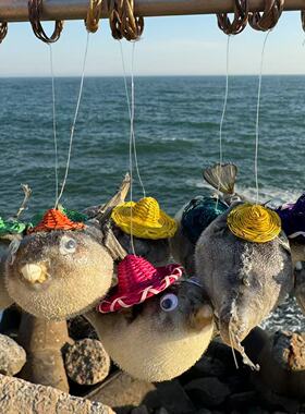 天然海螺贝壳河豚鱼气鼓鱼标本装饰挂件儿童科教礼物摆件海洋生物