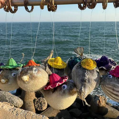 鱼标本科教礼品儿童玩具挂件