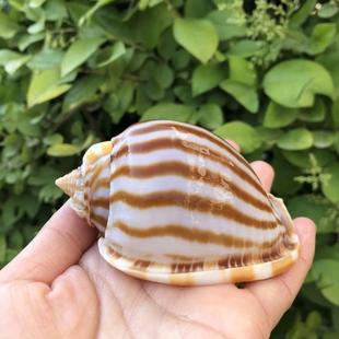 西瓜螺天然贝壳海螺鱼缸水族造景卷贝鱼寄居蟹繁殖壳创意多肉盆栽