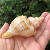 Натуральная раковина белая ароматная улитка рыбака аквариум украшения украшения домашний краб