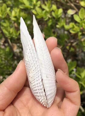 天然贝壳海螺之翼白色鱼缸水族