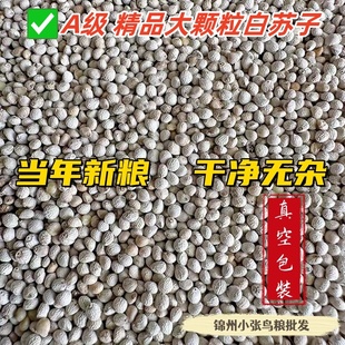 东北大颗粒白苏子 质量好 包邮 当年新粮【2025】玉鸟食