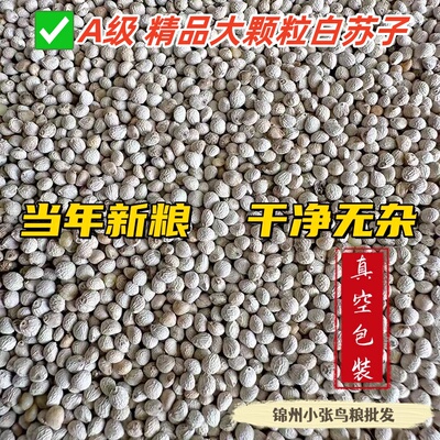 东北大颗粒白苏子 质量好 包邮 当年新粮【2025】玉鸟食