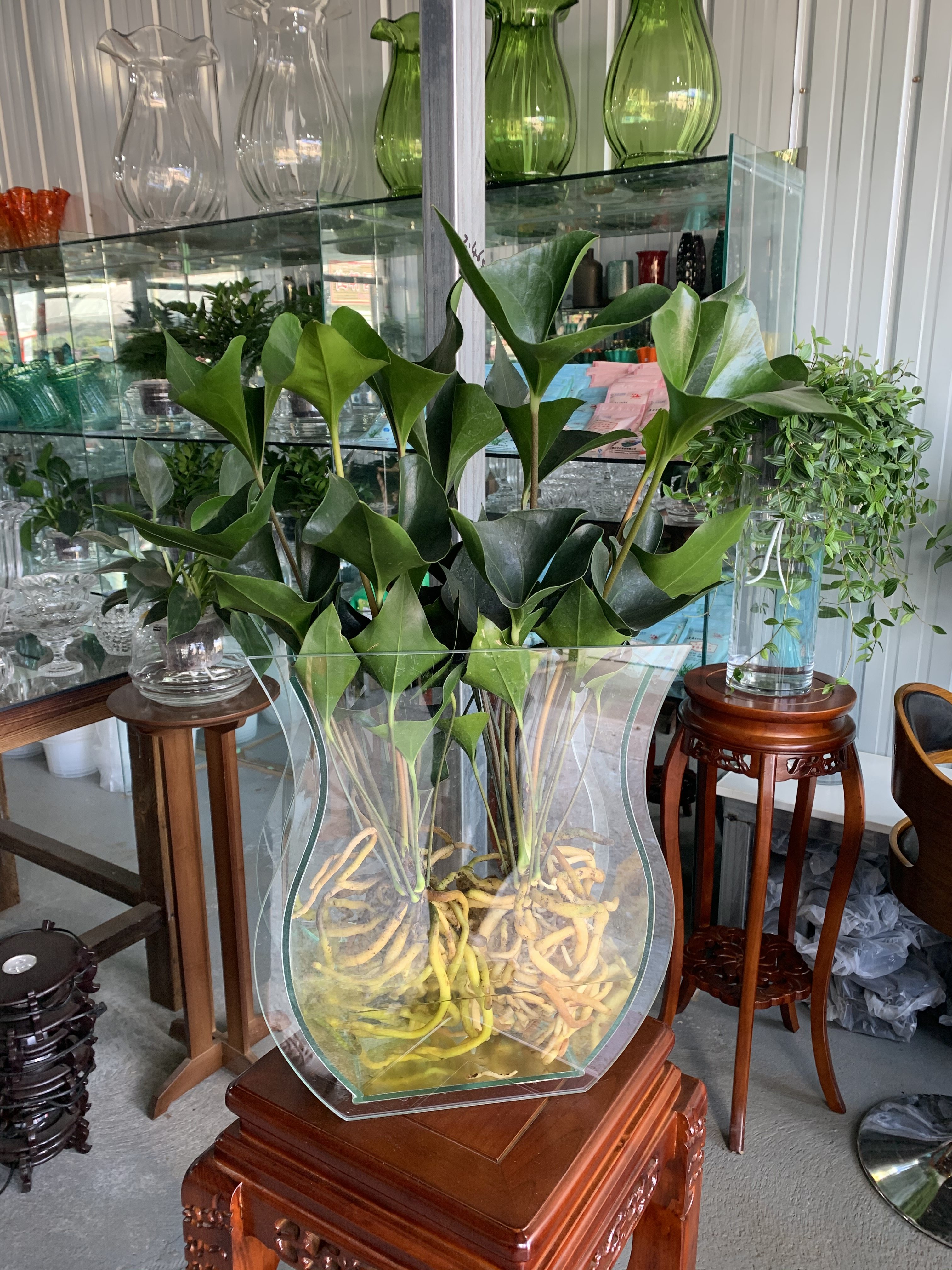 国王绿植盆栽新奇植物观叶盆景可水培可土培耐寒喜阴易养云南基地