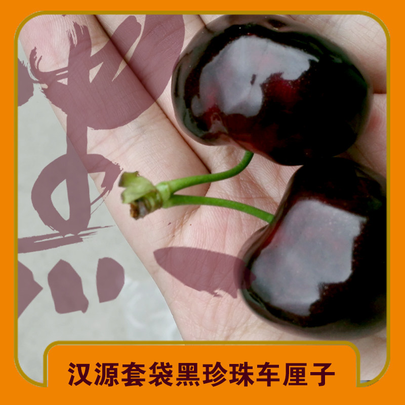 正宗套袋汉源车厘子大樱桃黑珍珠美新鲜早水果4斤应季整箱省外版,水产肉类/新鲜蔬果/熟食,车厘子/樱桃,淘宝优惠券,粉丝福利购,淘宝优惠卷