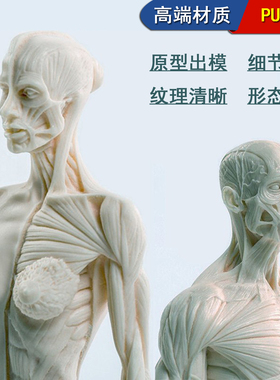 30cm雕塑绘画CG石膏头像玩具艺用人体肌肉头骨骼解剖结构模型美术
