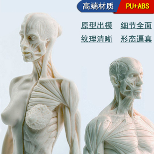 30cm雕塑绘画CG石膏头像玩具艺用人体肌肉头骨骼解剖结构模型美术
