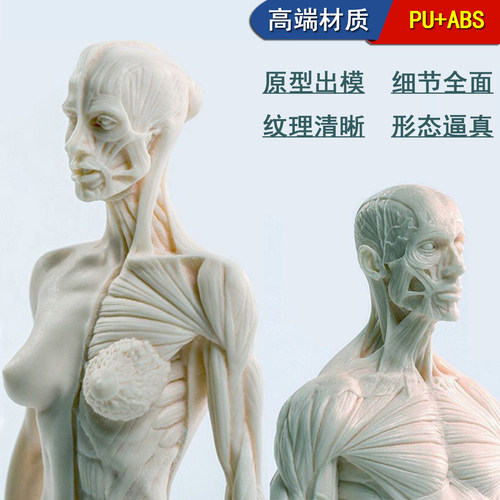 30cm高品质人体解剖模型