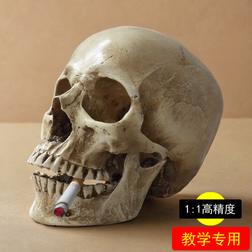 1：1树脂石膏头像骷髅头医艺用人体肌肉骨骼解剖结构头颅模型美术 - 封面