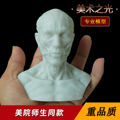 艺用人体肌肉骨骼解剖模型树脂骷髅头骨肌肉头模型玩具美术生参考