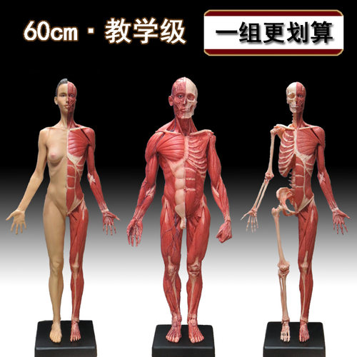 60cm设计医用雕塑绘画石膏玩具艺用人体肌肉骨骼解剖结构模型美术 - 封面