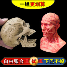 艺用人体肌肉骨骼骷髅头骨绘画半胸像解剖头颅素描头盖骨模型美术