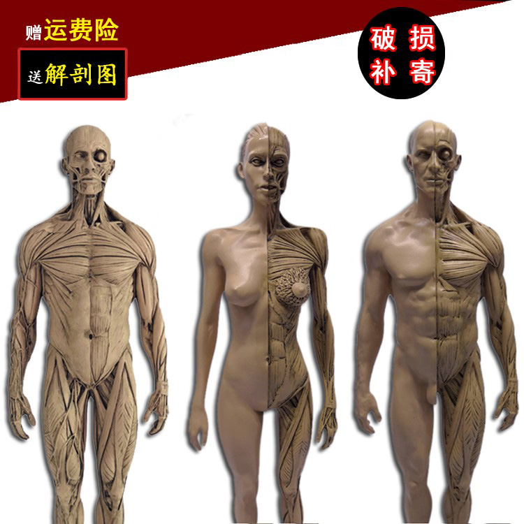 高品质人体肌肉解剖模型