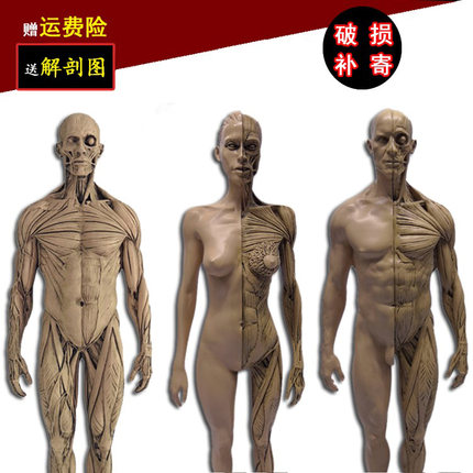 30cm医用头骨胸像绘画参考石膏玩具艺用人体肌肉骨骼解剖模型美术