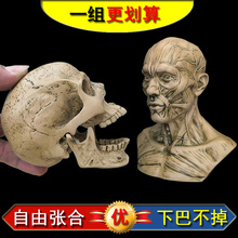 艺用人体肌肉骨骼骷髅头骨绘画半胸像解剖头颅素描头盖骨模型美术