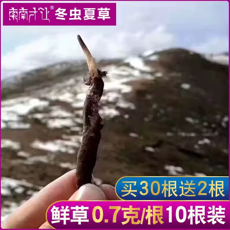 【索南才让】100根 0.7-0.8克每根玉树2024年新鲜冬虫夏草