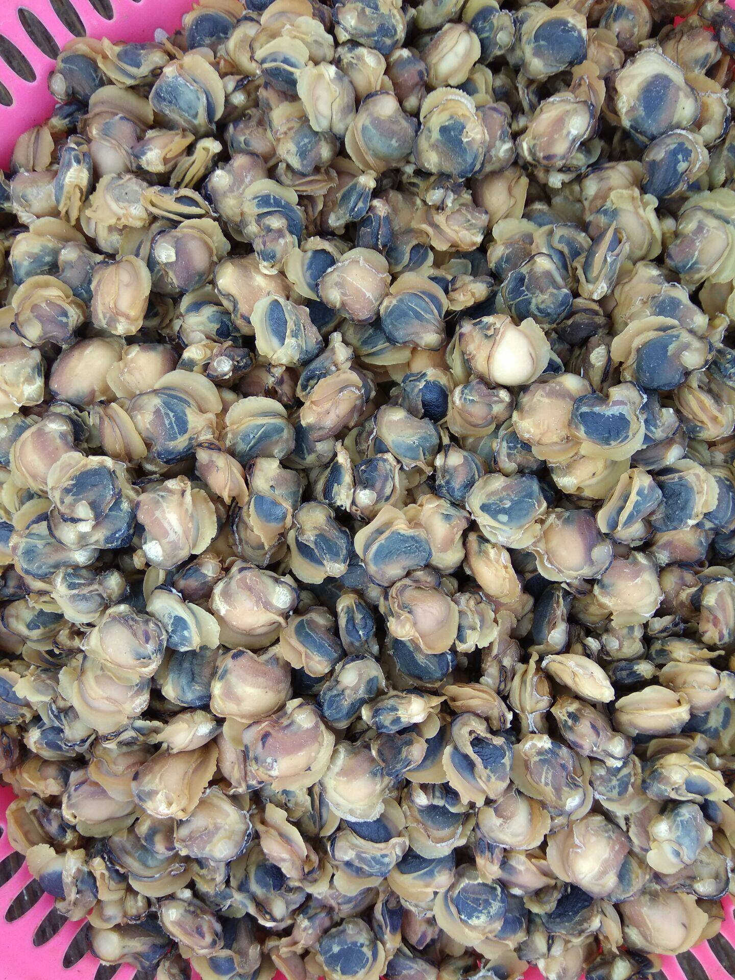 500克大海纯天然野生大螺肉干9成干太阳自然晾晒海螺肉海鲜水产