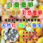 天然金丝蚕宝宝春蚕蚕种蚕籽蚕卵蚕蛋蚕子彩色蚕黄金色吃桑叶彩茧