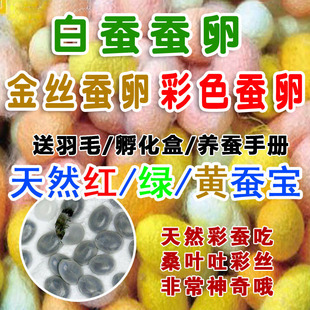 天然金丝蚕宝宝春蚕蚕种蚕籽蚕卵蚕蛋蚕子彩色蚕黄金色吃桑叶彩茧