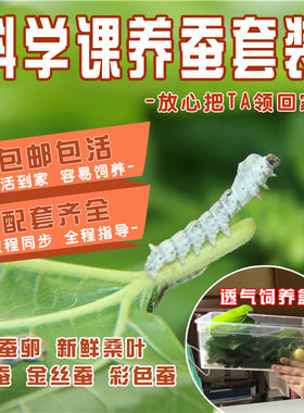 蚕宝宝蚕卵蚕种桑叶金丝蚕