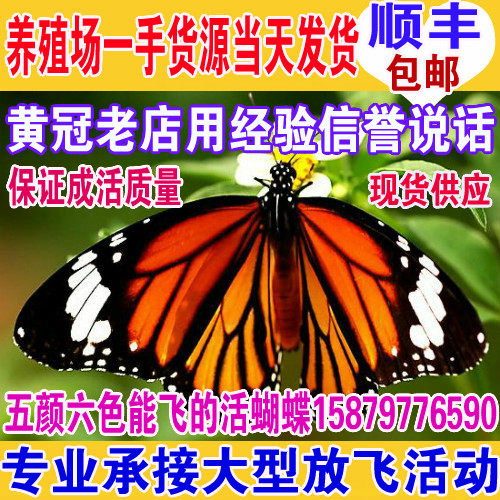 真活蝴蝶活体的蝴蝶活体放飞活的活物求婚庆典婚礼养殖蝴蝶羽化蝶 - 封面