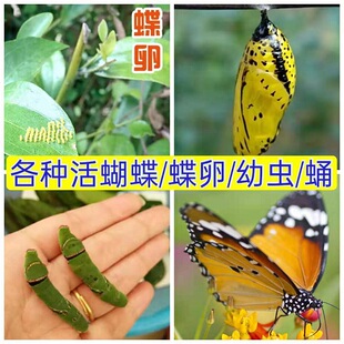 真活蝴蝶幼虫蛹活体养殖宠物昆虫蝴蝶蛹卵毛毛虫蚕宝宝化蛹蝶植物