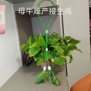 母牛助产绳母牛接生绳牛用套脖助产手拉绳牛用难产绳兽用助产拉绳