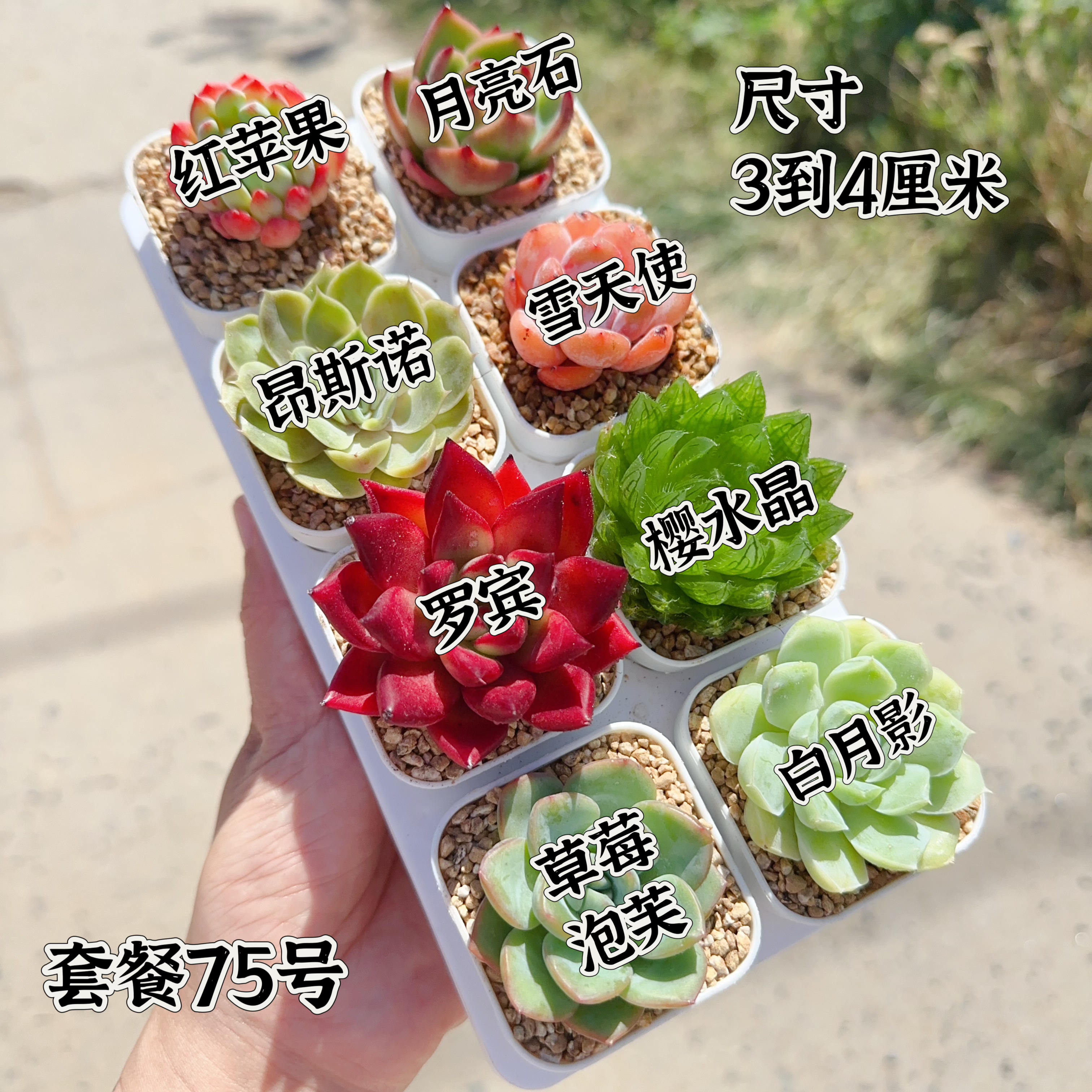 多肉植物 多肉带盆75号套餐8多肉植物