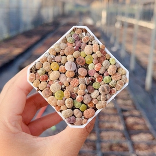 【一件包邮】生石花屁屁多肉番杏科多肉植物PP花石头花混播植物