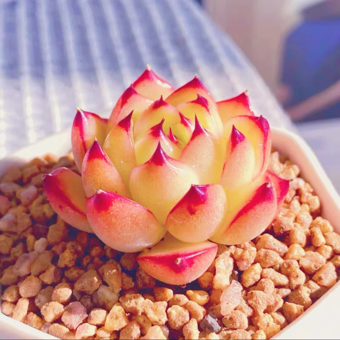 月亮石多肉 带盆带土 4厘米 多肉 多肉植物,鲜花速递/花卉仿真/绿植园艺,多肉植物,淘宝优惠券,粉丝福利购,淘宝优惠卷