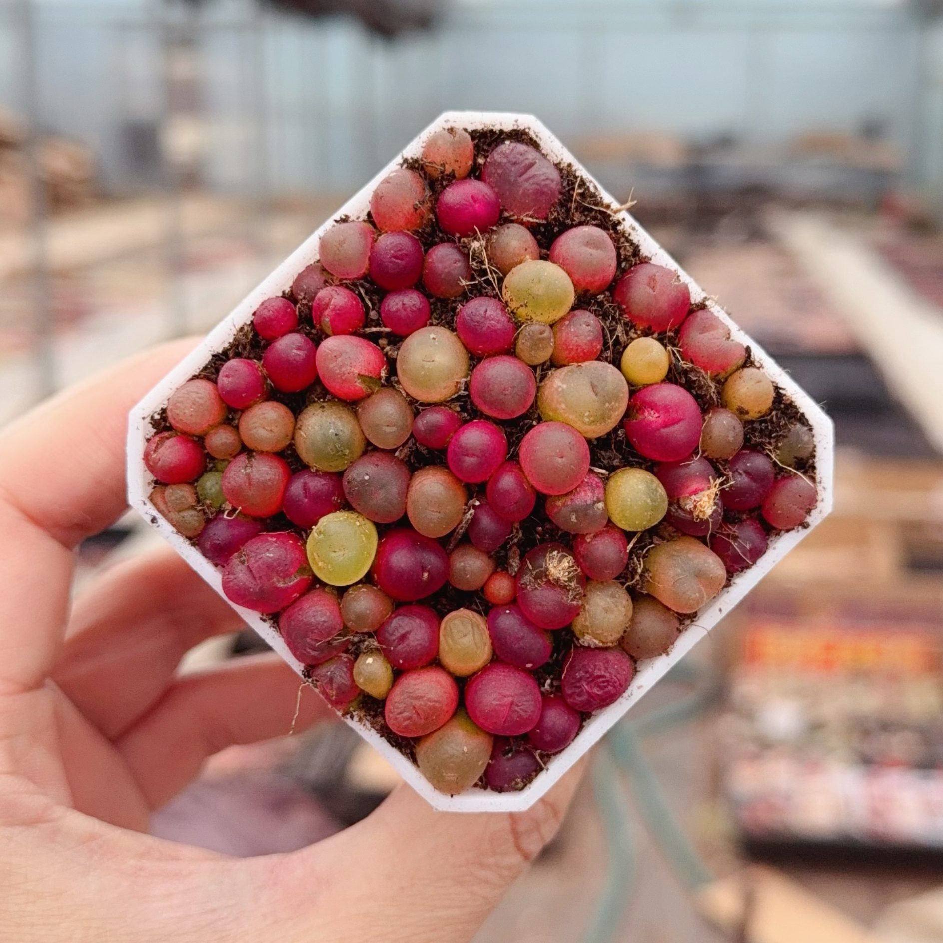 水蜜桃蟠桃毛汗尼肉锥毛汉尼生石花多肉植物带盆带土红毛汉尼