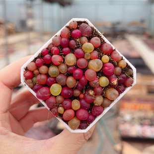 水蜜桃蟠桃毛汗尼肉锥毛汉尼生石花多肉植物带盆带土红毛汉尼
